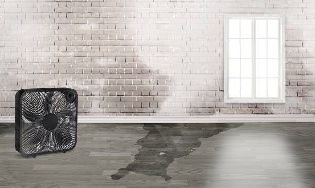 Best Local water damage restoration  in Morgantown, KY