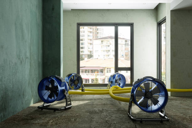 Best Mold removal after water damage  in Morgantown, KY